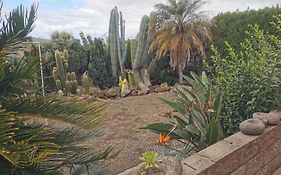 Los Cactus
