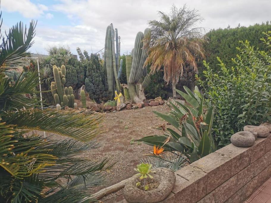 Los Cactus Santa-Cruz de Ténérife Extérieur photo